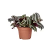 Best Tradescantia mix en pot Ø 6 cm