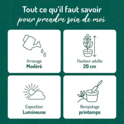 Hot BOTANIC® Tradescantia Nanouk rose en pot blanc émaillé . Le pot Ø 15 cm