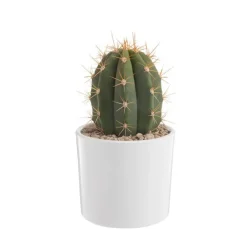 Hot BOTANIC® Trichocereus pasacana en pot blanc émaillé H 20 x Ø 20 cm