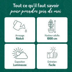 Hot BOTANIC® Trichocereus pasacana en pot blanc émaillé H 20 x Ø 20 cm