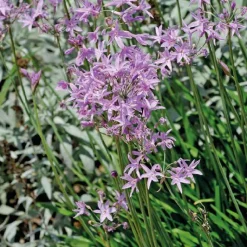 New BOTANIC® Tulbaghie violette godet 9x9x cm