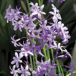 Outlet BOTANIC® Tulbaghie violette pot de 3 litres