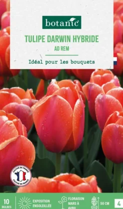 BOTANIC® Tulipe darwin hybride - 10 bulbes