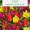 Sale BOTANIC® Tulipe en mélange - 25 bulbes