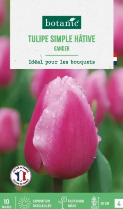 Sale BOTANIC® Tulipe simple hative gander - 10 bulbes