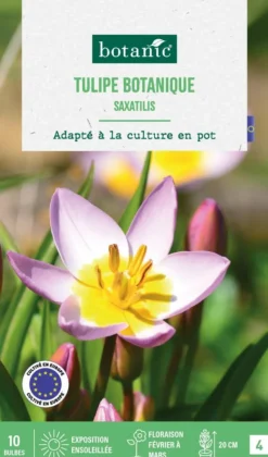 Clearance BOTANIC® Tulipe species saxatilis - 10 bulbes