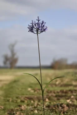 Online CHOUETTE & CO Tuteur en forme de fleur d’Agapanthe en métal recyclé - H 110 cm