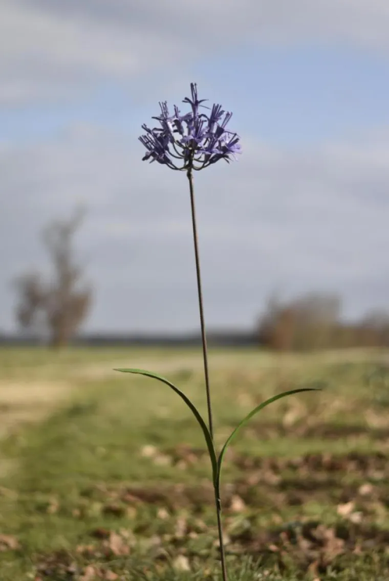 Online CHOUETTE & CO Tuteur en forme de fleur d’Agapanthe en métal recyclé - H 110 cm