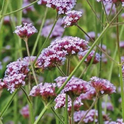 Online BOTANIC® Verveine de Buenos Aires - Le pot de 9 x 9 cm