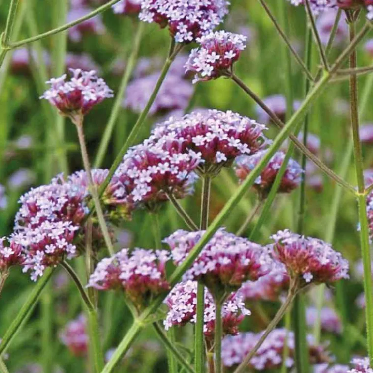 Online BOTANIC® Verveine de Buenos Aires - Le pot de 9 x 9 cm