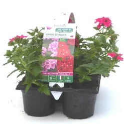 Outlet BOTANIC® Verveine retombante rose - Le pack de 6 plants