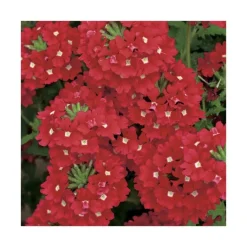 Clearance BOTANIC® Verveine retombante rouge - Le pack de 6 plants