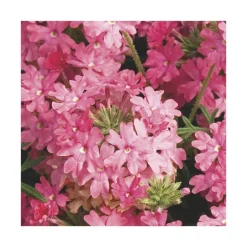 New BOTANIC® Verveine retombante saumon - Le pack de 6 plants