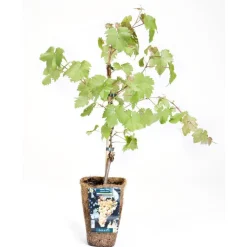 Discount BOTANIC® Vigne Chasselas Dore. Le pot de 2 litres