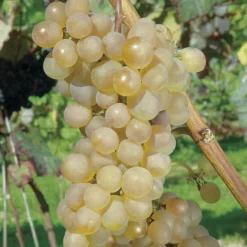 BOTANIC® Vigne Danlas. Le pot de 2 litres