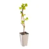 Discount BOTANIC® Vigne 'Danuta'. Le pot de 2 litres