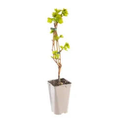 Discount BOTANIC® Vigne 'Danuta'. Le pot de 2 litres