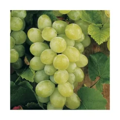 Sale BOTANIC® Vigne Dattier De Beyrouth. Le pot de 2 litres