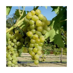 Best BOTANIC® Vigne Muscat Blanc Bio. Le pot de 5 litres