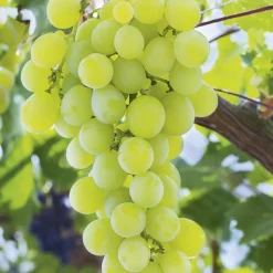 Outlet BOTANIC® Vigne Muscat D'Alexandrie Bio. Le pot de 6 litres