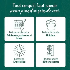 Discount BOTANIC® Vigne Muscat De Hambourg. Le pot de 2 litres