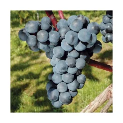 Sale BOTANIC® Vigne 'Ontario' Bio. Le pot de 5 litres