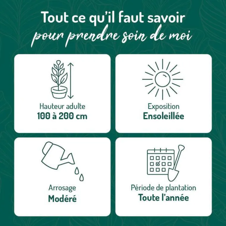 BOTANIC® Viorne Boule de neige Roseum blanc. Le pot de 7 litres