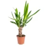 Sale Yucca 1 pied pot Ø14xH70 cm