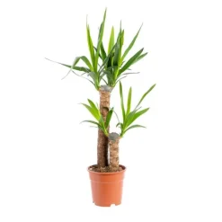 Discount Yucca 2 pieds (60/30) pot Ø18xH110 cm