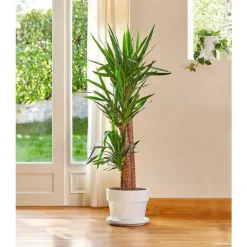 Best BOTANIC® Yucca. Le pot de 26 cm