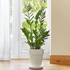 Discount BOTANIC® Zamioculcas en pot de 21 cm