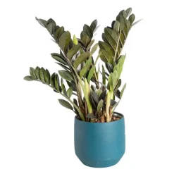 Outlet Zamioculcas Raven avec son cache-pot bleu en céramique Ø 17 cm