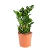 Online Zamioculcas Zenzi pot Ø14xH40 cm